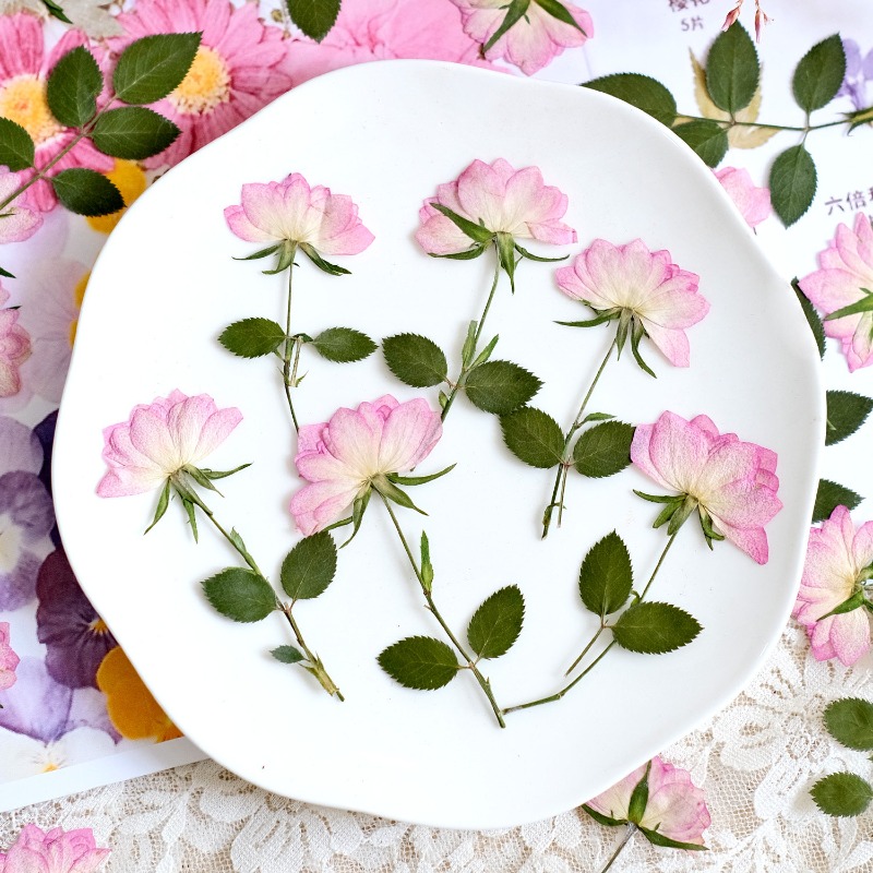 12 pièces, fleurs séchées pres - Resin Art Baby avis et prix